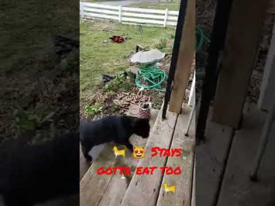 "B!tch$ gotta eat too" – Ice Cube 1992… Mike Ava feed the stays.